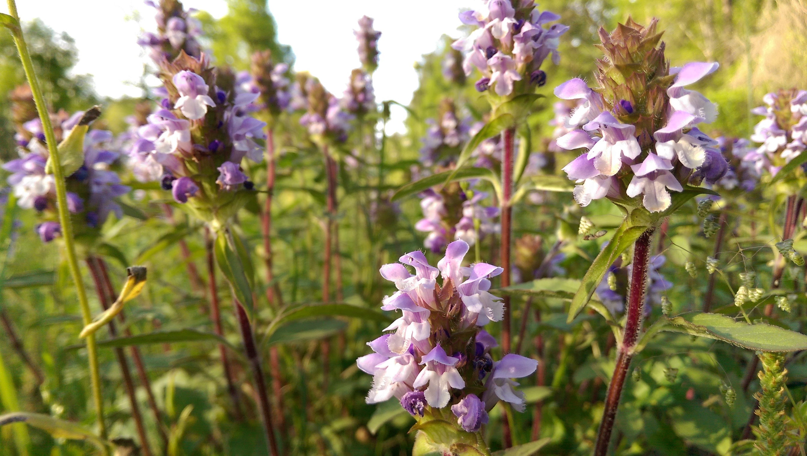 This image has an empty alt attribute; its file name is lafep-phone-dump-2-106.jpg