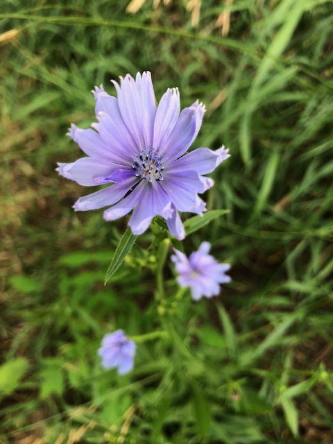 Photo of Chicory flowers