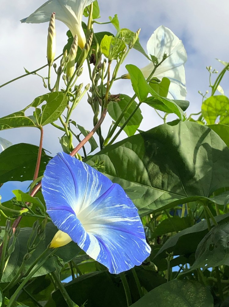 photo of morning glory flowers and leaves 
